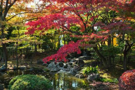 Autumn Asian Garden