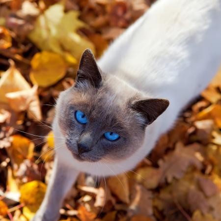 autumn cat
