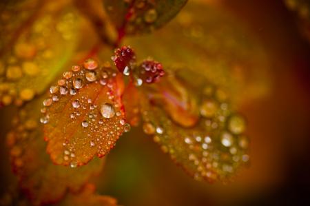 Autumn foliage