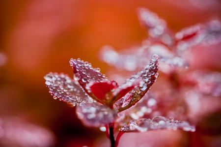 Autumn foliage in red