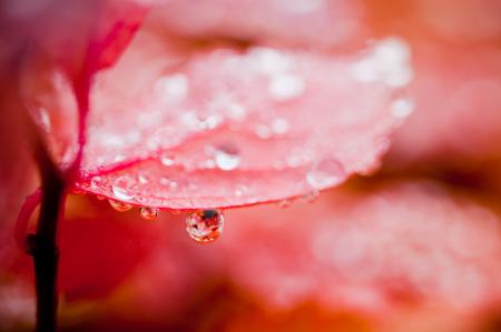 Autumn foliage with drops of water