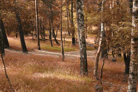 Autumn Forest