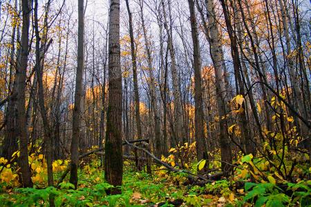 autumn forest