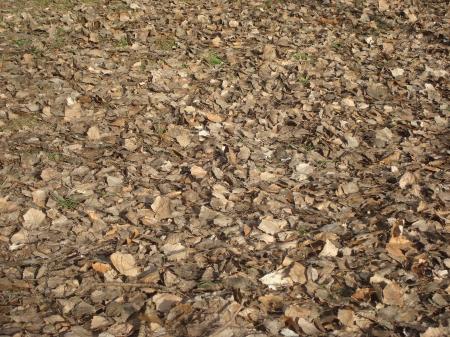 Autumn forest ground