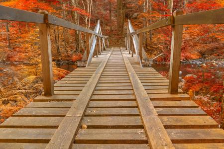 Autumn Forest Track Bridge - HDR