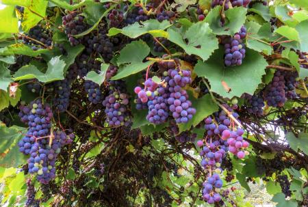 Autumn Fruit