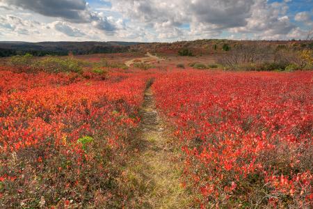 Autumn Huckleberry Trail - HDR