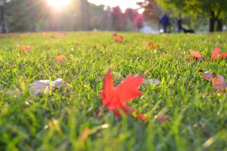 Autumn Leaf