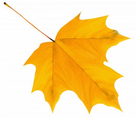 Yellow leaf