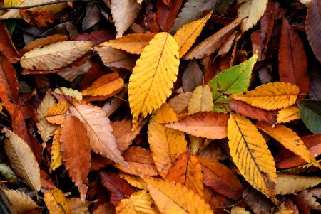 Autumn leaf