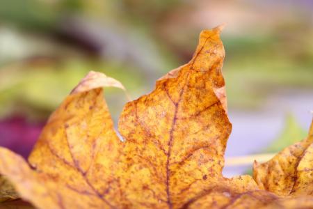 Autumn leaf