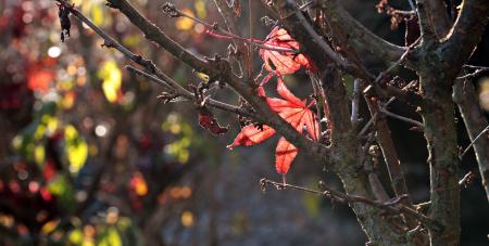 Autumn Leaves