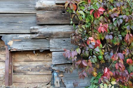 Autumn Leaves Against Wooden Wall