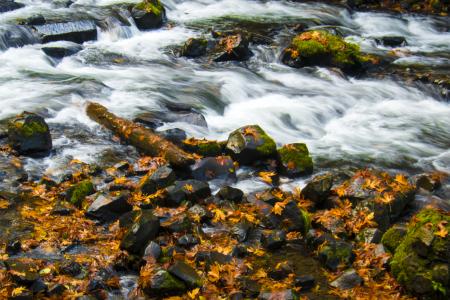 Autumn Leaves in Oregon