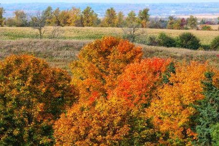 Autumn leaves in rural Ontario