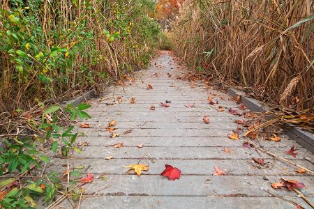 Autumn Marsh Boardwalk - HDR