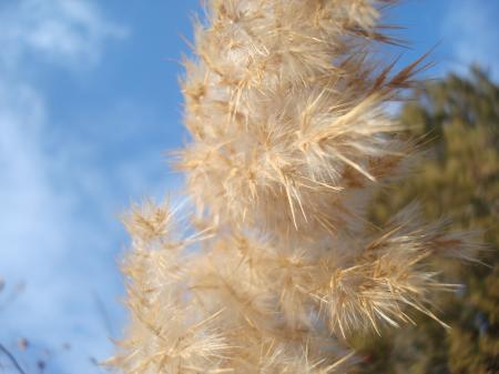 Autumn plants