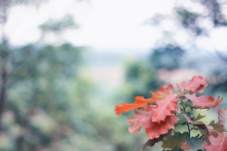 Autumn Scene