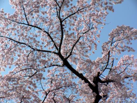 Awesome pink cherry blossom branch