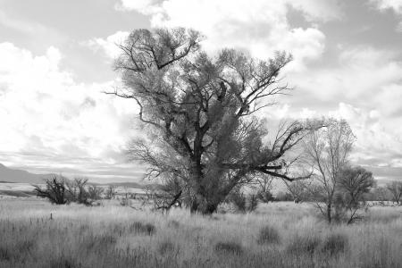 AZ - SAN RAFAEL VALLEY GRASSLANDS, SE of Patagonia, scc (16)