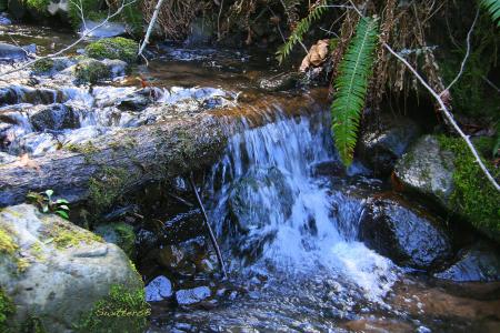 Babbling Brook rapids