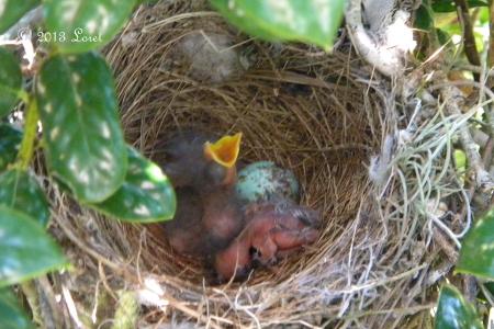 Baby Mockingbird