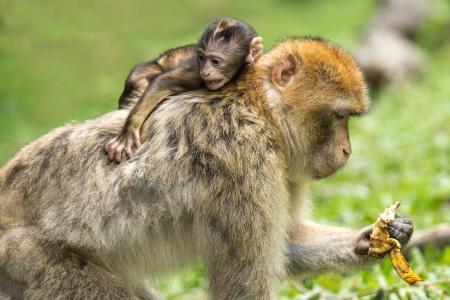 Baby Monkey Hanging at the Back Off Adult Monkey