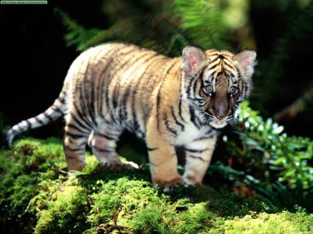 Baby Siberian Tiger