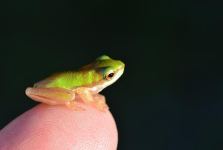 Baby Tree Frog