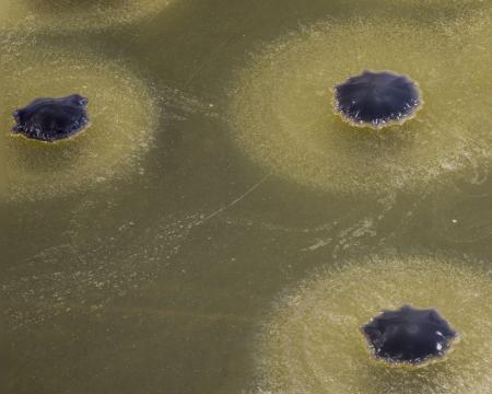 Bacteria growing on agar
