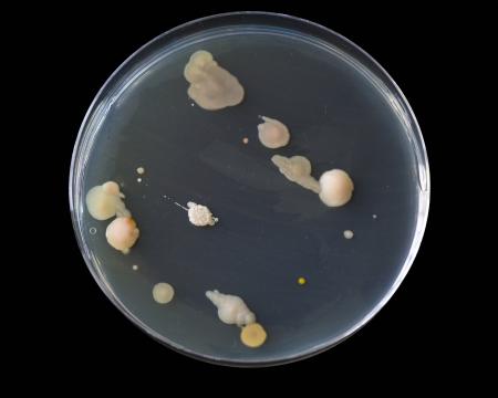 Bacteria Growing