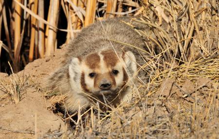 Badger Trying to Hide