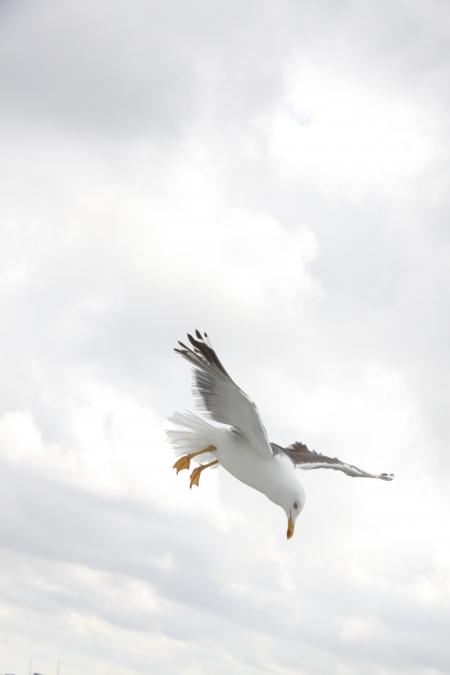 Seagull Flying