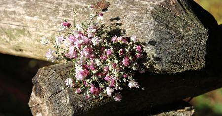 Bag of Gypsofilia Seed