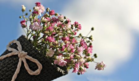 Bag of Gypsofilia Seed