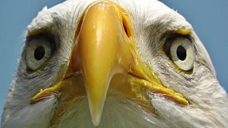 Bird Closeup