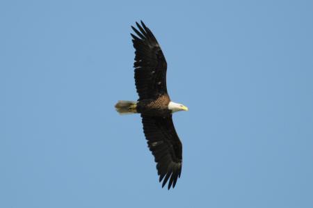 Bald Eagle