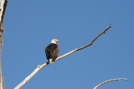 Bald Eagle