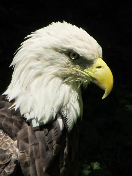 Bald Eagle