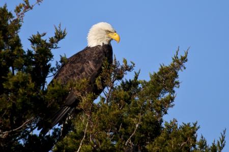 Bald Eagle