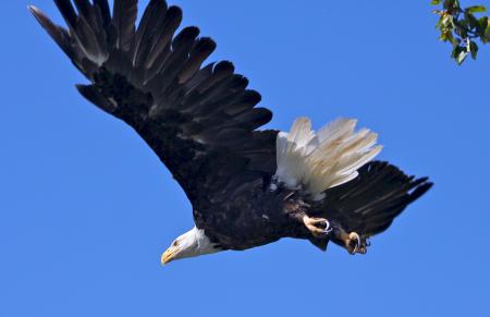 Bald Eagle