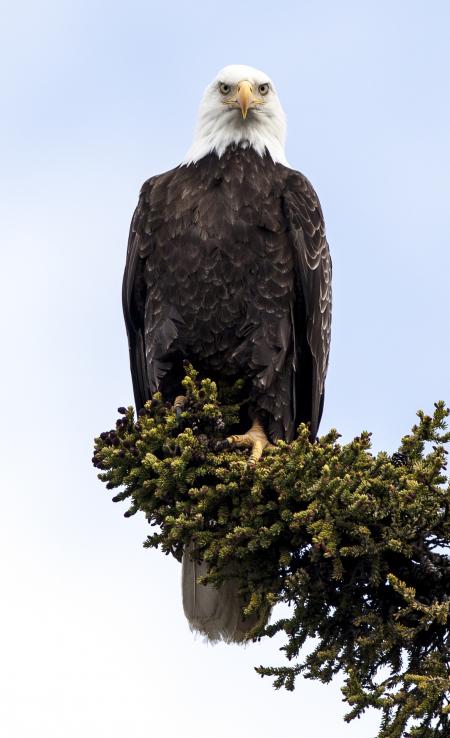 Bald Eagle