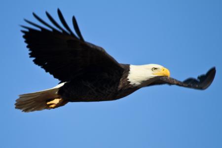 Bald Eagle