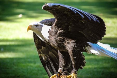 Bald Eagle