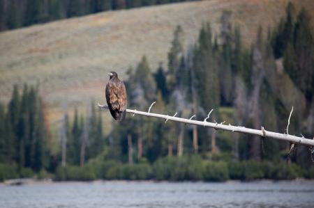 Bald Eagle