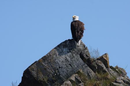 Bald Eagle