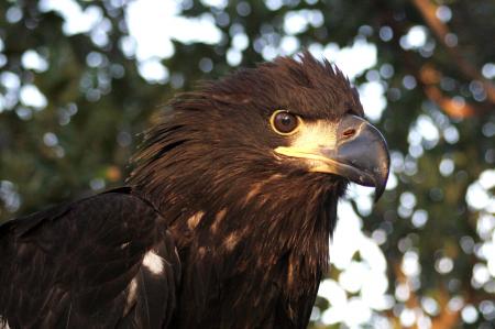 Bald Eagle