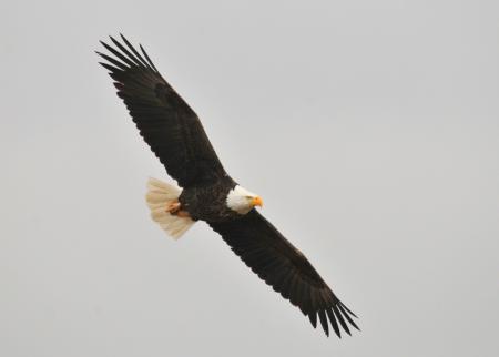 Bald Eagle