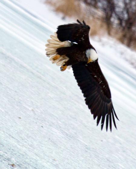 Bald Eagle