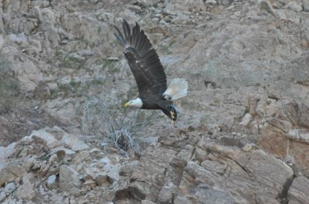 Bald Eagle